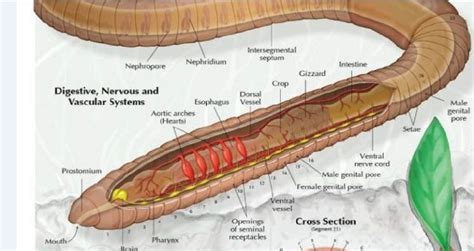 printable earthworm diagrams  diagrams