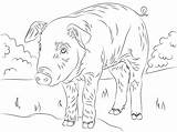 Porcos sketch template