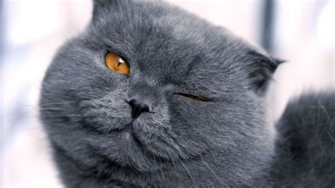 wallpaper black monochrome nose whiskers black cat british shorthair vertebrate close