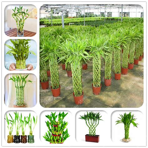 40 pcs pack chinese lucky bamboo plants 7 kinds choose