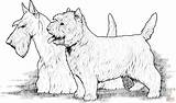 Scottish Labrador Schottischer Supercoloring Cairn Template Terriers Russel sketch template