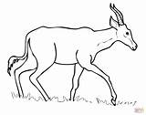 Coloring Hartebeest Pages Drawing Printable sketch template