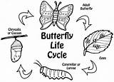 Coloring Butterfly Cycle Life Pages Kids Printable Clipart Animal Colouring Young Monarch Print Stages Google Most Cycles Preschool Lifecycle Popular sketch template