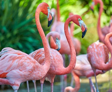 pink flamingos mystart