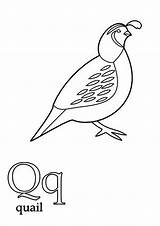 Coloring Quail Pages Library Clipart Line Clip Popular Books sketch template