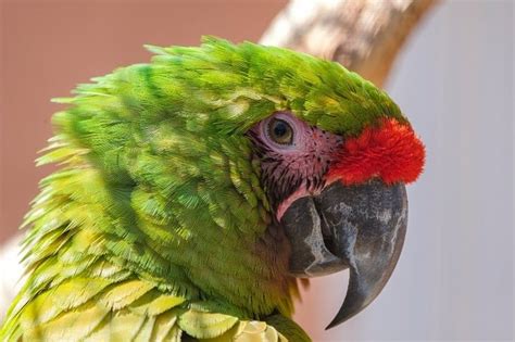 types  macaws  comprehensive list   parrot website