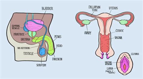 Female Reproductive Organs Diagram Female Reproductive System Wikipedia
