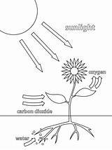 Photosynthesis Worksheet sketch template