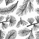Needles Botanical sketch template