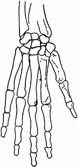 Hand Skeletal Clipart Skeleton Human Drawing System Etc Clip Cliparts Search Library Usf Edu Han Getdrawings Small Medium Original Large sketch template