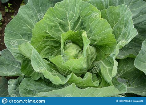 cabbage cultivation stock photo image  japan cabagin