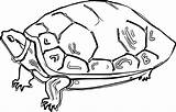 Tortoise Coloringbay Animales Bestcoloringpagesforkids sketch template