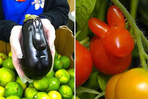 fruits  legumes moches se rebellent pour vous etonner ugly fruit
