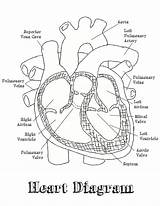 Heart Diagram Worksheet Human Blank Simple Coloring Labeled Drawing Labeling Worksheets Anatomy Cell Printable Label Search Google Drawings Quiz Parts sketch template