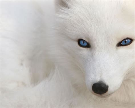 fox fur color