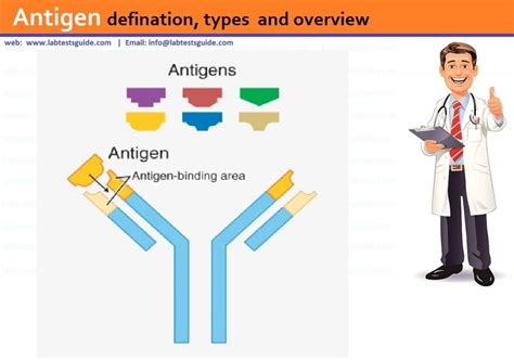 antigen defination types  overview lab tests guide