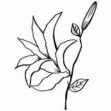 Lily Calla Drawing Flower Line Coloring Pages Outline Getdrawings Clipartmag Stargazer Flowers Paintingvalley Lilly Kids sketch template