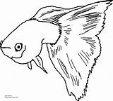 Guppy Coloring Fish Pages Printable Fancy Color Template sketch template