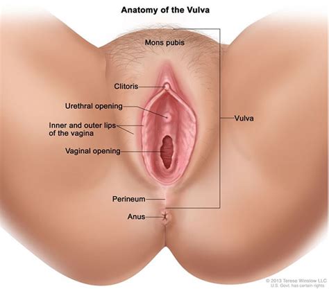 Sex inside vagina video