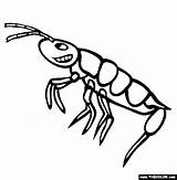 Krill Springtail Insect sketch template