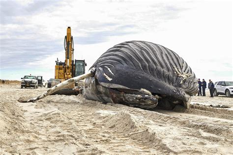 dead humpback whale washes ashore  nassau countys lido beach