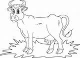 Cow Coloring Simple Drawing Getdrawings sketch template