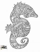 Coloring Seahorse Pages Printable sketch template