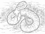 Rattlesnake Diamondback Klapperschlange Rattle Serpent Ausmalbild Anaconda Dangerous Coloringtop Designlooter Snakes Parentune Crotale Bezoeken Coloringbay Kategorien Neocoloring 69kb 360px sketch template