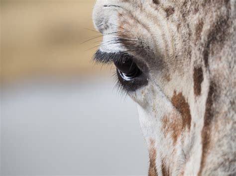 giraffe eye eyelashes  photo  pixabay