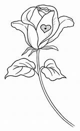Rose Drawing Roses Wilted Flower Coloring Pages Valentine Valentines Tattoo Outline Embroidery Printable Single Digi Dessin Patterns Vitrail Faux Board sketch template