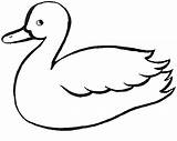 Duck Outline Coloring sketch template