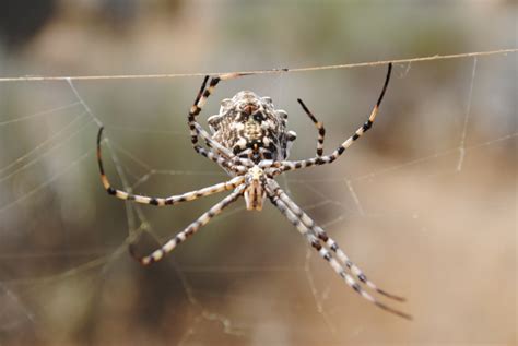 associacao transumancia  natureza aranha por identificar