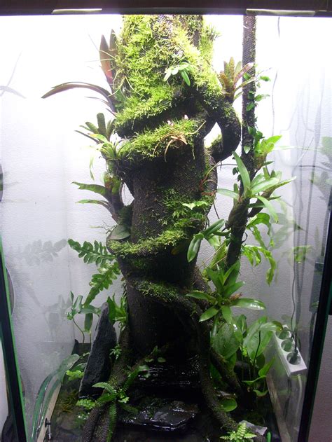 frog paludarium xxcm  water   months trunk