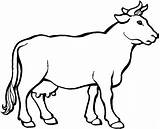 Cow Sapi Mewarnai Krowa Hewan Kuh Sketsa Gado Boi Euter Kurban Cows Herd Mucche Kambing Mucca Koleksi Tiere Lembu Malvorlage sketch template