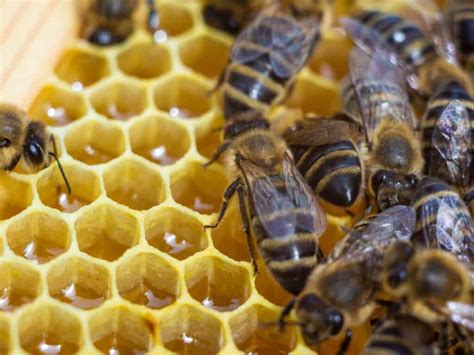 bees  honey   depth    fascinating process