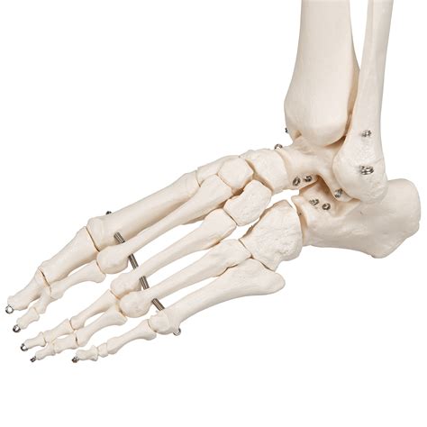 human skeleton model stan  smart anatomy   scientific