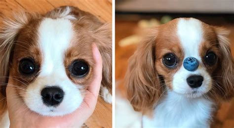 year  cavalier king charles dog   small       puppy wtvideocom