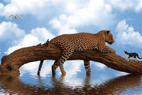 images nature predator leopard animals feline sky water wildlife fauna