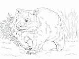 Coloring Wombat Getcolorings sketch template