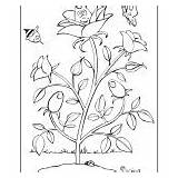 Rose Little Coloring sketch template