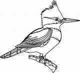 Uccelli Crtež Oiseaux Bojanke Pajaros Ptice Ptica Crtezi Colorat Desene Woodpecker Bojanje Djecu Printanje Jay sketch template