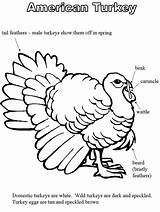 Coloring Turkey Wattle Book Kids Printable Labeling Pages Thanksgiving Designlooter Activities 08kb Facts sketch template