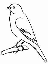 Bird Canary Coloring Pages Wild Perched Tree Getcolorings sketch template