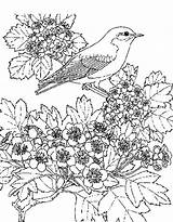 Coloring Pages Scenery Scenic Beautiful Winter Adult Color Scene Fall Flower Animals Bird Flowers Designlooter Drawing Getdrawings Animal Super Drawings sketch template