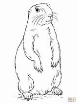 Praderas Colorare Prateria Marmot Animals Sentado Perrito Printable Supercoloring Disegni sketch template