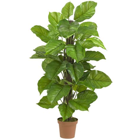 large leaf philodendron potted