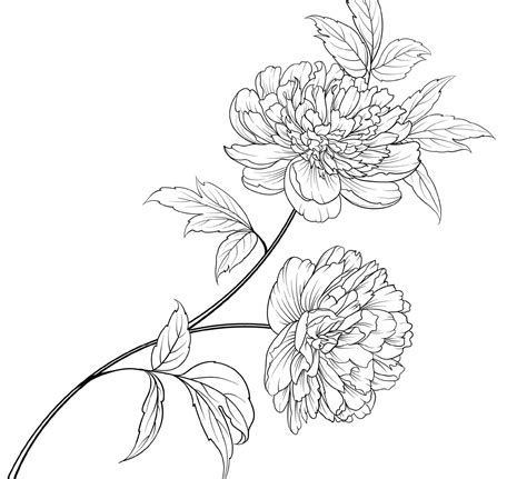 peony flower coloring page peony flower coloring page  etsy uk