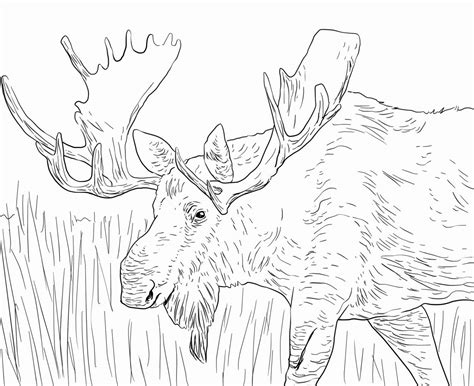 elk coloring pages  worksheets