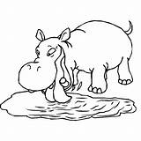 Hippos Kids Coloring Pages Fun Nijlpaard sketch template