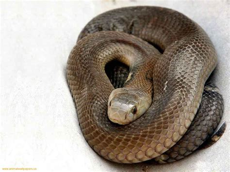 amazing black mamba snake black mamba facts  information